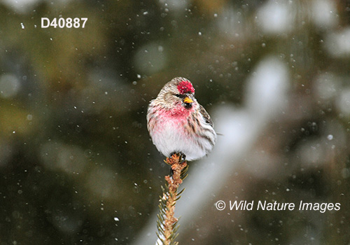 Common Redpoll (Acanthis flammea)